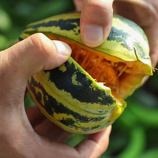 Shouhe Bingtangzi small melon seeds, tall pear-shaped melon seeds, early maturing four-season balcony potted seeds, Weifeng Bingtang Prince melon seeds 80 capsules