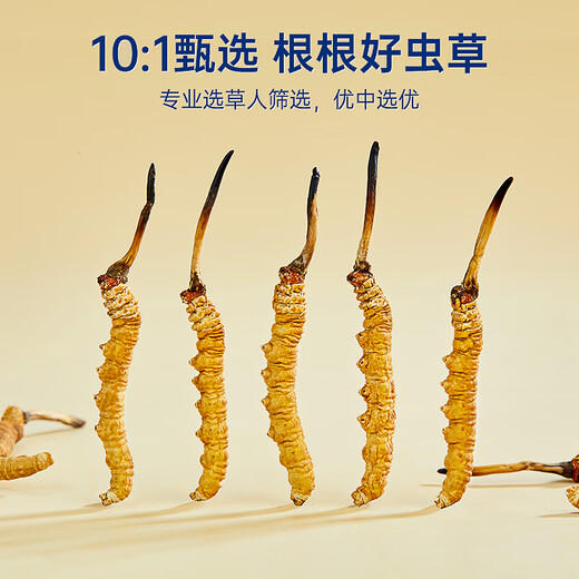 Purple and Blue Flower Sea Cordyceps sinensis Première tonique cordyceps séché pour les fêtes Boîte cadeau cadeau 5 bâtons / 1 gramme [Paquet d'essai]