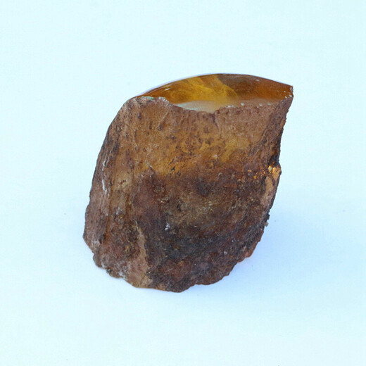 Artificial amber specimens, small animal living raw stones, real gecko lizards, beeswax amber fossil ornaments, picture color