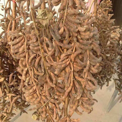 Thousand Jin Jin is equal to 0.5 kilograms of soybean seeds. Farmers grow high-protein soybean seeds in large fields. Soybean seeds. Bawangbian 5 Jin Jin is equal to 0.5 kilograms.