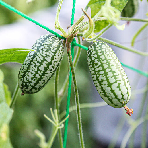 Beishu thumb watermelon seeds seedlings fruit mini small watermelon seeds thumb watermelon seeds about 50 pieces
