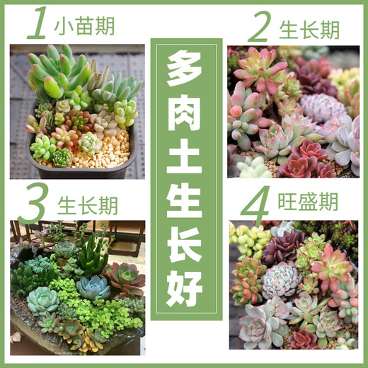 Flower Master Succulent Nutritional Soil Special Granular Soil Succulent Soil Potted Planting Soil for Seedlings and Old Piles Breathable Soil Luxurious Succulent Soil 5Jin Jin is equal to 0.5kg, universal for seedlings.