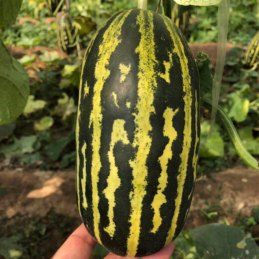 Zhongke Maohua melon and fruit seeds Bomei 91 melon seeds flower skin green flesh peel high toughness Boyang series 91 type resistant to transportation Bomei 91 500 capsules/bag large-scale planting