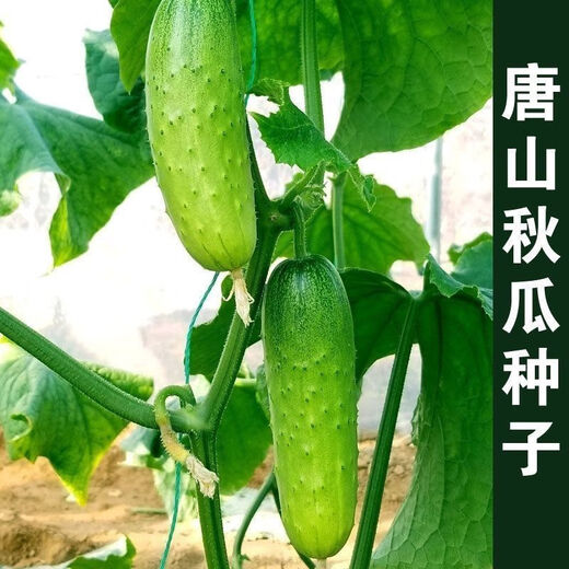 Tangshan Autumn Melon Seeds Fruit Cucumber Flower Melon Balcony Potted Plants for Four Seasons Field Use High-yielding Cucumber Vegetable Seeds Tangshan Autumn Melon Seeds Selection Two Packs About 100
