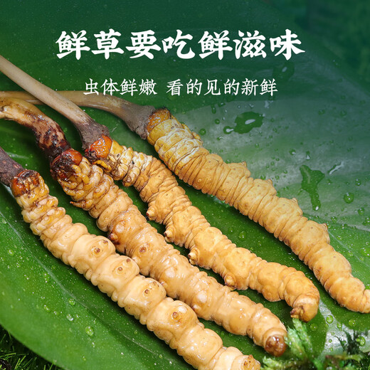 [Tíbet Cabello liso] Auténtico primero Cordyceps frescos 2025 Cordyceps frescos de alta altitud seleccionados SF Cold Chain 0.6-0.7G/Root 100 Roots