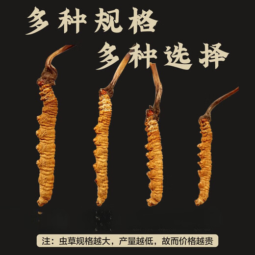 伊梵麦【春节礼盒】冬虫夏草 正宗新货虫草头期虫草新鲜干虫草中药材 买40根送10根(共发50根)
