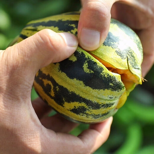 Shouhe Bingtangzi small melon seeds, tall pear-shaped melon seeds, early maturing four-season balcony potted seeds, Weifeng Bingtang Prince melon seeds 80 capsules