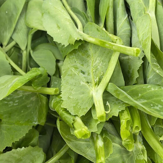 Shouhe crispy pea tip seed seedlings, bean sprouts, winter and spring vegetable seeds, crispy and tender No. 2 pea tip seeds 50g*2 bags