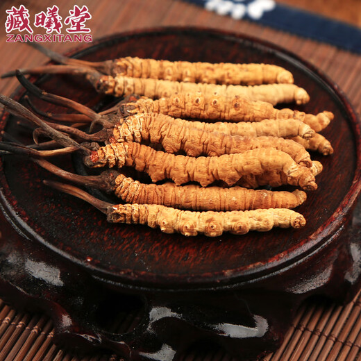 Zangxitang Tibet Nagqu Cordyceps in großer Höhe Cordyceps Cordyceps Cordyceps Cordycep