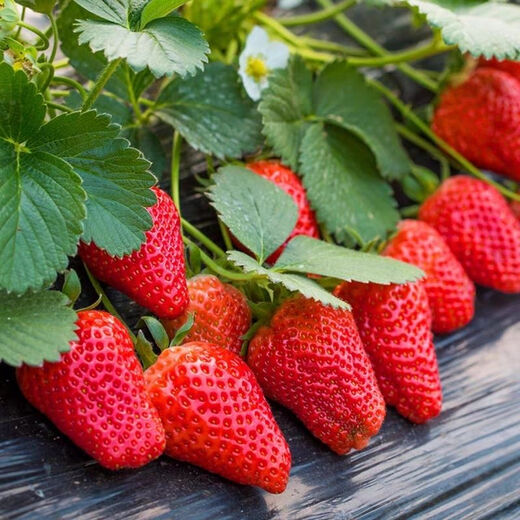 Four Seasons Cream Strawberry Seeds Spring and Autumn Home Balcony Potted Plants for Beginners Easy to Grow Fruit Red Strawberry Seeds Cream Red Strawberry Seeds/pack of about 100 seeds 5 packs of about 500 seeds
