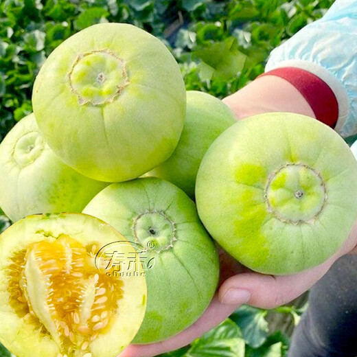 Shouhe melon seeds Shandong crispy Shouguang Boyang Dabaisha honey fruit sowing in winter and spring planting early maturing Fuji Tianbao melon seeds 2g