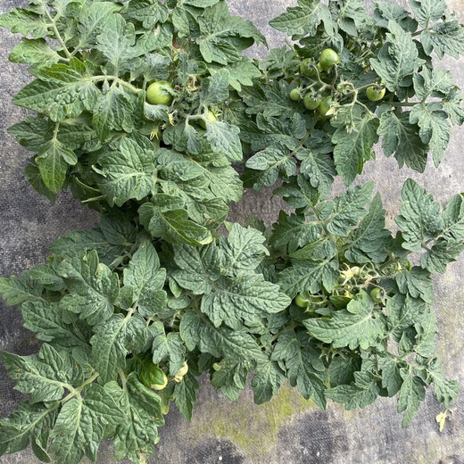 Tomato potted imported tomato seedlings with flowers and fruits four seasons tomato fruit flower seedlings edible outdoor cherry tomatoes small tomato potted with fruit shipped four pots