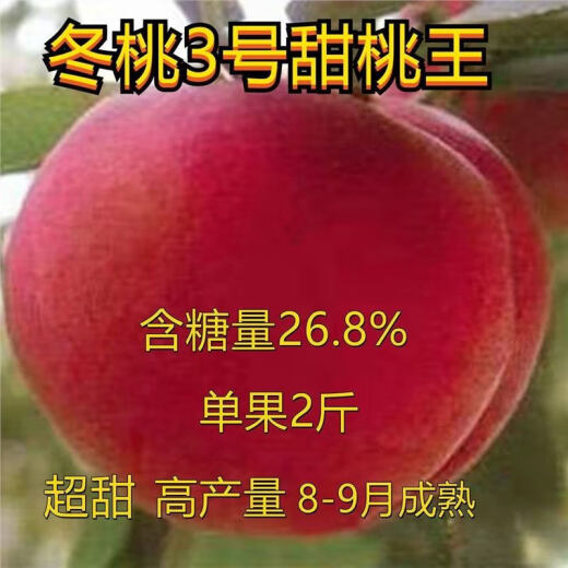 Junhao NUEVA VARIEDAD DEL PEQUETO INGRETADO PIENTURAS DE MONTRA TARDETAS MATRADAS MATRADAS TARDE CON RESISTENCIA RESISTENCIA RESISTANTE RED HEACH RETLINGS de durazno dando frutos en el norte y sur ese año [recomendado 679 plántulas] Dos en 4 años de Invierno Peach No. 3 Sweet Peach King