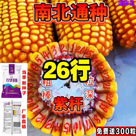 National review of dwarf corn seeds, twins, drought-resistant, lodging-resistant, new varieties from the Academy of Agricultural Sciences, Nonghua 816, 4200 grains + 300 grains, Nonghua 816, 4500 grains, twin varieties