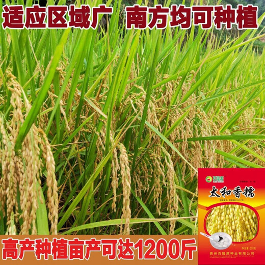 Гуйчжоу Тайхэ Сяннуо/Хуинуо 330/Цяннуою 88 семян ароматного клейкого риса семена короткозернистого клейкого риса круглые Тайхэ Сяннуо одна упаковка (круглый клейкий рис 200 г) обычный