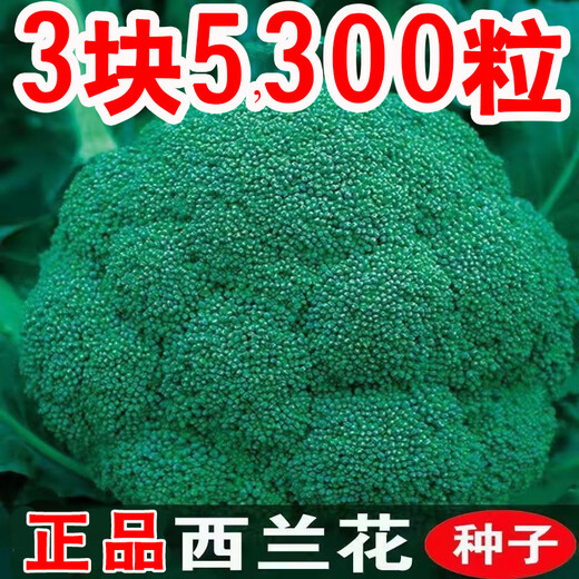 Broccoli seeds broccoli seeds loose cauliflower seeds cauliflower green cauliflower seeds four seasons vegetables original broccoli seeds 1 bag (about 300 pieces