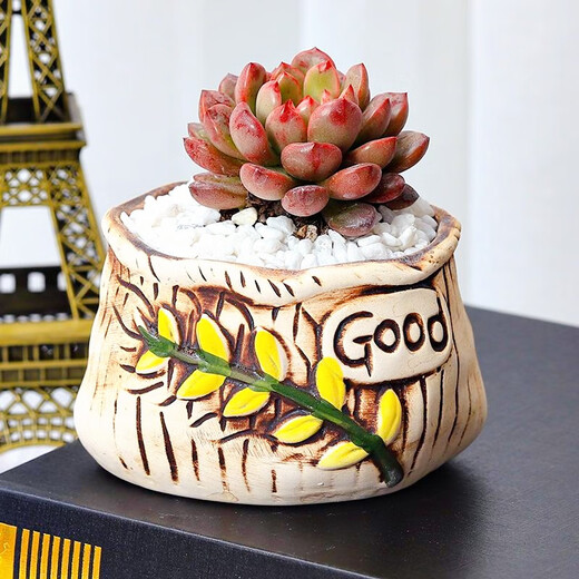 Jianshe Succulent Plant Potted Meat Office Desktop Novice Small Set Meal Green Plant Flower Cactus with Potted Diy Scenery Ten Premium Succulent Random + Long Wooden Basin + Nutritional Soil