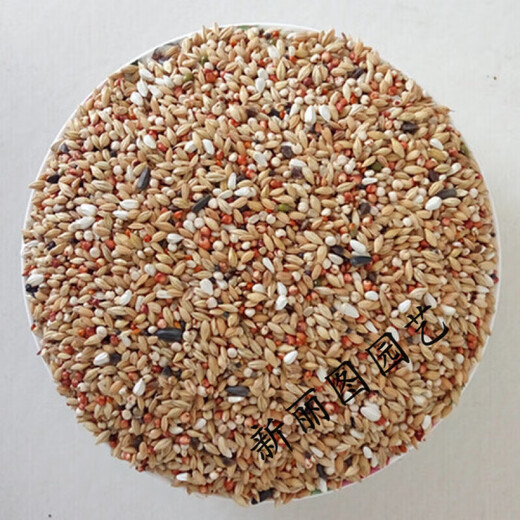 Is pigeon feed corn, sorghum, wheat, peas, pigeon food nutrition, pigeon food, bird food, pigeon food, letter for young pigeons, peas, 5 Jin, Jin is equal to 0.5 kg