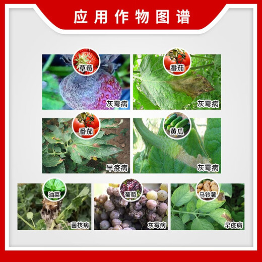 BASF Germany BASF Kaizer Boscalid grape strawberry gray mold rape sclerotinia pesticide fungicide 12g*30 bags/box