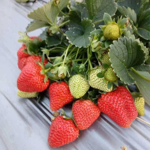 Xinning (shoot 2 shots 3) strawberry seeds white strawberry potted balcony courtyard outdoor fruit and vegetable seeds four seasons sowing upgraded gardening three-piece set