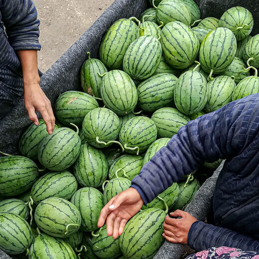 Shouhe fruit seeds early spring ruby gift watermelon 2k small watermelon thin skin sweet spring planting balcony potted spring and autumn early spring ruby watermelon seeds 60 capsules/70% of the candidates