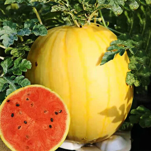 Dayu Yellow Heart Watermelon Seeds Complete Collection Early Maturity Yellow Skin Red Flesh Yellow Flesh Special Xiaofeng Watermelon Seeds Southern Fruit Futian Jinlinglong Watermelon Seeds 30 Simple Packs