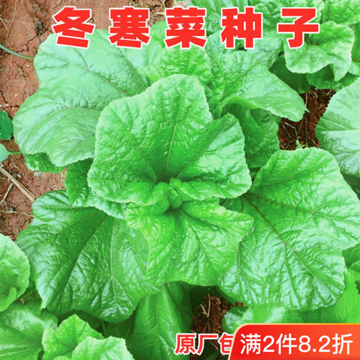 Winter vegetable seeds, winter amaranth, Eastern Han cuisine, water chestnuts, high calcium vegetables, Sichuan autumn and winter potted garden vegetable seeds, fresh and beautiful winter vegetable seeds, 10 grams, about 2,000 pieces