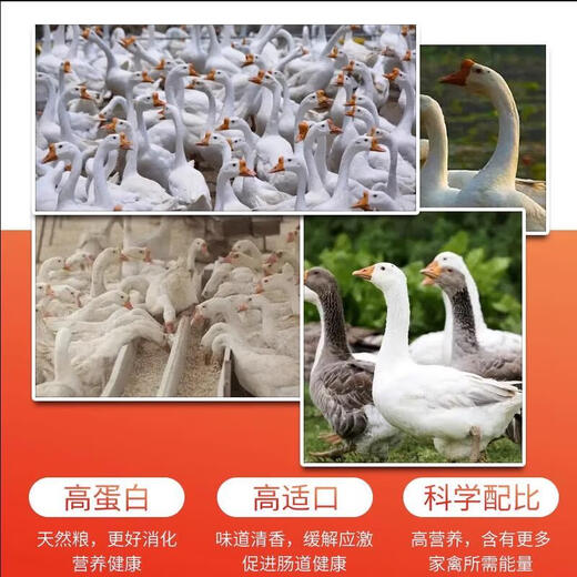 Yonghuan goose feed manufacturer wholesale 80Jin Jin is equal to 0.5kg. Feeding goose and goose opening feed, meat goose fattening and egg laying pellet full price feed. Large goose pellet feed only loses 999 portions of impulse. 100Jin Jin is equal to 0.5kg 50kg.