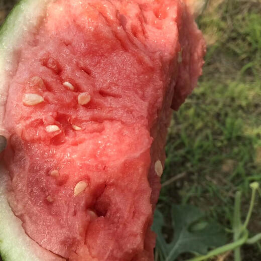Zhongke Maohua melon and fruit seeds Zhongke Bingqilin watermelon seed improved 8424 Jingxin type replaces Meidu watermelon variety with crack resistance Zhongke Bingqilin 50 capsules/bag trial planting pack