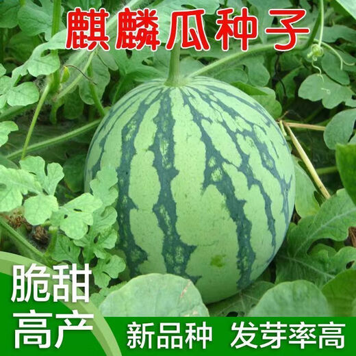 Big and sweet 8424 Kirin seeded watermelon seeds, extra large four-season vegetable and fruit seeds, original, about 250 pieces, affordable 989# rock sugar Kirin 8424 watermelon seeds