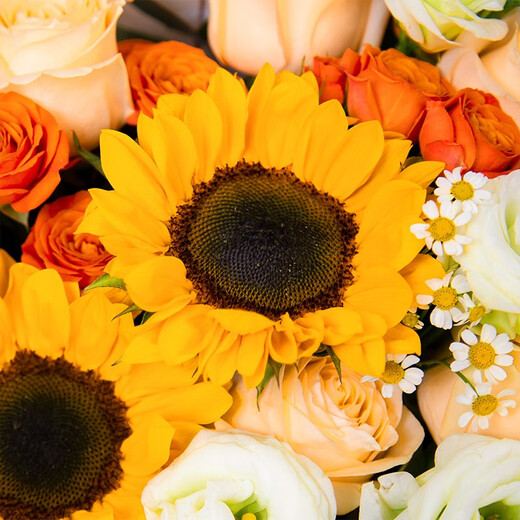 Huawang Flower Express Flower Gift Sunflower Bouquet Birthday Gifts for Elders, Leaders and Colleagues Same-day delivery within the same city Pepsi Shunyi Sunflower Champagne Korean Style Bouquet | DS934