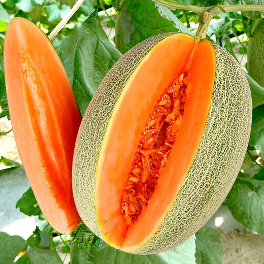 Shouhe Xinjiang Hami Melon Seeds Southern and Northern Early-maturing Super Sweet Xiangfei Reticulated Honeydew Melon Shouhe Xiangyang Hami Melon Seeds 30 capsules 3 high sugar