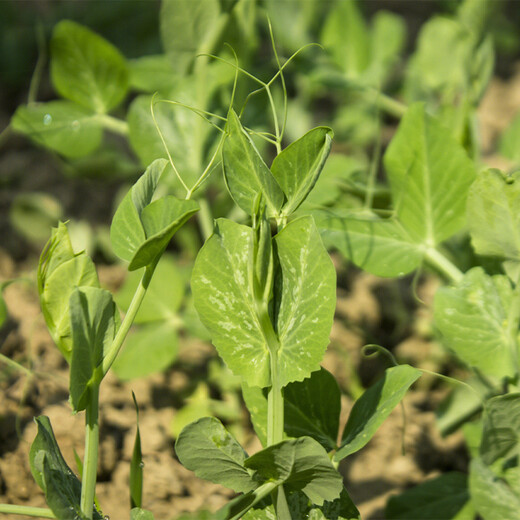 Shouhe crispy pea tip seed seedlings, bean sprouts, winter and spring vegetable seeds, crispy and tender No. 2 pea tip seeds 50g*2 bags