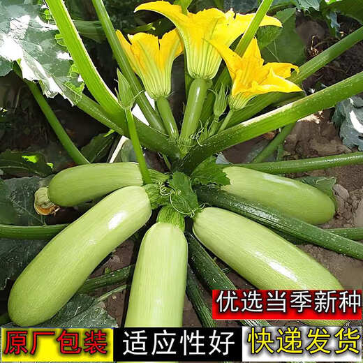 Zucchini seeds, small melon seeds, easy-to-grow vegetable seeds in spring and autumn, balcony potted field vegetable seeds, zucchini seeds, 1 pack, about 20 seeds