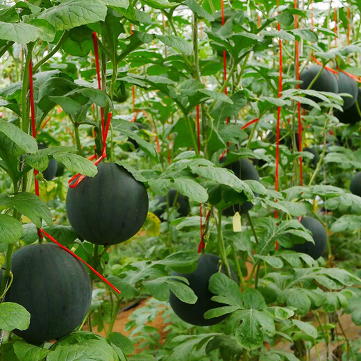 Beishu Black Watermelon Seeds Red Heart Fruit Yuqilin Black Watermelon Seeds 10 capsules