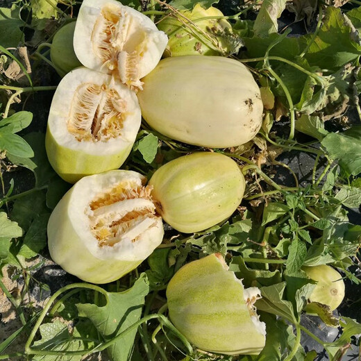 Zhongke Maohua Melon Fruit Seeds Maohua Sweet Fei Sweet Melon Seeds Northeastern Hybrid Jinfei Melon Oval Sugar Contains 16-18 Degrees Maohua Sweet 50 capsules/bag Trial Planting Pack