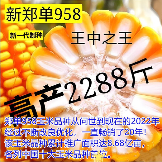 Suiyiman Zhengdan 958 corn seed high yield short stem lodging resistant corn seed big stick Sichuan Shandong good corn Zhengdan 958 four Jin Jin is equal to 0.5 kg / one bag