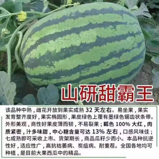 8424 Authentic Grafted Seedlings with Soil and Seedless Midu Kirin Early Mature Seedlings Watermelon Seedlings Stone Melon Watermelon Seedlings Buy 8+2 Real Hair 10 Trees + Fertilizer