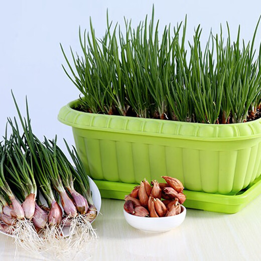 Authentic shallot seedlings, Guangdong shallots, commercial Fujian southern onion seeds, local wild four-season chive seeds, four shallots, Jin Jin, equal to 0.5 kg, free fertilizer in the favorite store