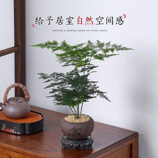 Asparagus potted green plants flowers bonsai plants indoor living room hydroponic Asparagus pine cloud bamboo Asparagus large seedlings evergreen all year round Asparagus 1 piece original pot original soil ball delivery height 15-25cm