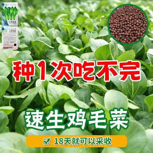 全新鸡毛菜种子 四季播种抗热耐寒蔬菜种子小白菜籽小青菜籽 鸡毛菜种子-四季新品种发芽率90% 原装1包约1098粒【划算】