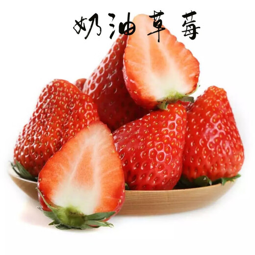 Strawberry seedlings shipped from original soil, blooming and big fruit, cream strawberry seedlings for four seasons, wholesale of current year fruit plug seedlings, 12 cream strawberries, shipped from original soil + fertilizer