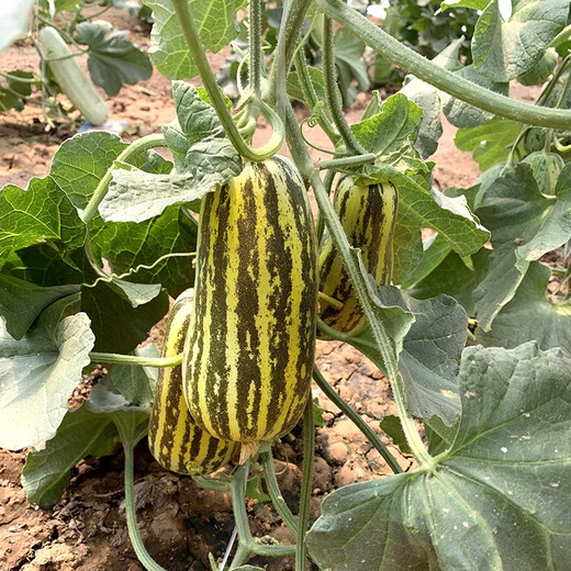 Zhongke Maohua melon and fruit seeds Bomei 91 melon seeds flower skin green flesh peel high toughness Boyang series 91 type resistant to transportation Bomei 91 500 capsules/bag large-scale planting
