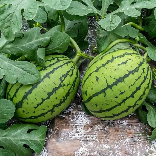 Shouhe fruit seeds early spring ruby gift watermelon 2k small watermelon thin skin sweet spring planting balcony potted spring and autumn early spring ruby watermelon seeds 60 capsules/70% of the candidates