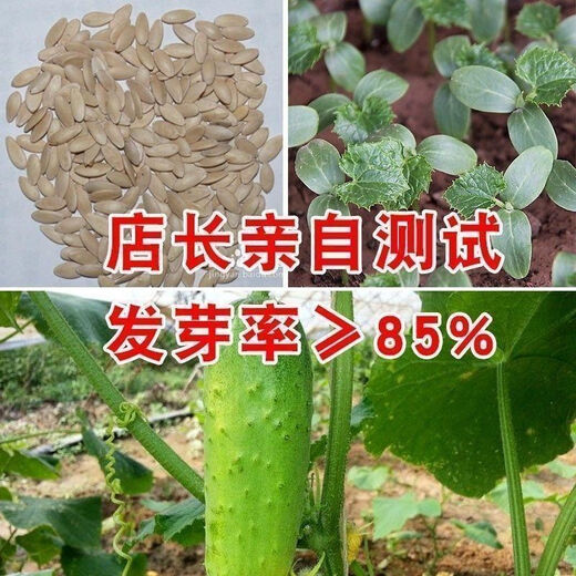 Tangshan Autumn Melon Seeds Fruit Cucumber Flower Melon Balcony Potted Plants for Four Seasons Field Use High-yielding Cucumber Vegetable Seeds Tangshan Autumn Melon Seeds Selection Two Packs About 100