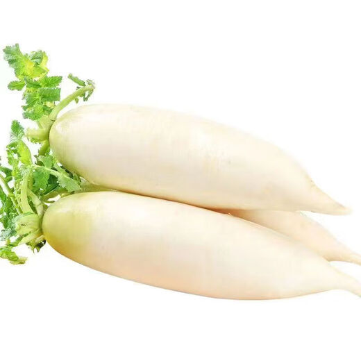 White radish, fresh in season, freshly dug, crispy, sweet and juicy, farm-grown and eaten raw, crispy, sweet and refreshing. White radish 5Jin Jin is equal to 0.5kg.