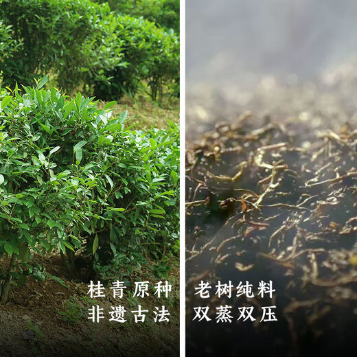 Little Senior Sister Reviews Tea 2002 Ancient Tree Liubao Tea Nanshan Beidou Guiqing Liubao Tea Guangxi Liubao Tea Black Tea 1kg Nanshan Beidou 150g
