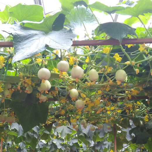 Domestic organic crystal apple cucumber seeds heirloom heat-resistant juicy fruit vegetables family balcony potted apple cucumber 50 capsules