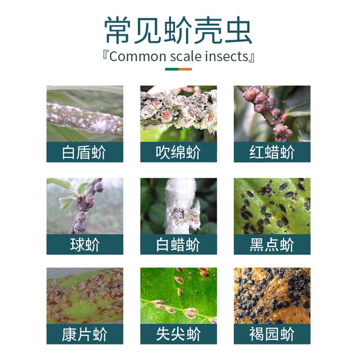 Guoguang Zhuopu 18% имидаклофеназинон чешуйчатые насекомые цветы овощи фрукты деревья пестициды инсектициды 200 г