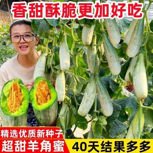 Super sweet croissant honey melon seeds, thin-skinned rock sugar melon seeds, four-season seeds, patio balcony potted fruit seeds, many people buy croissant honey seeds, high sweetness, popular store recommended quantity, 1 pack of about 100 seeds